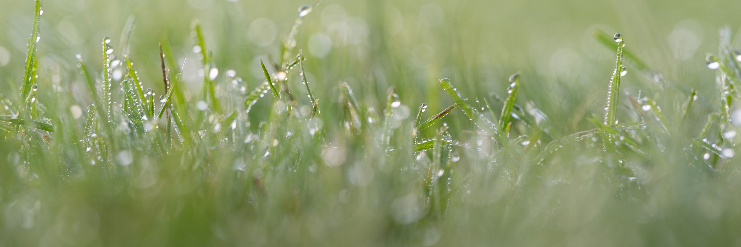 Wyss Rasen und Garten