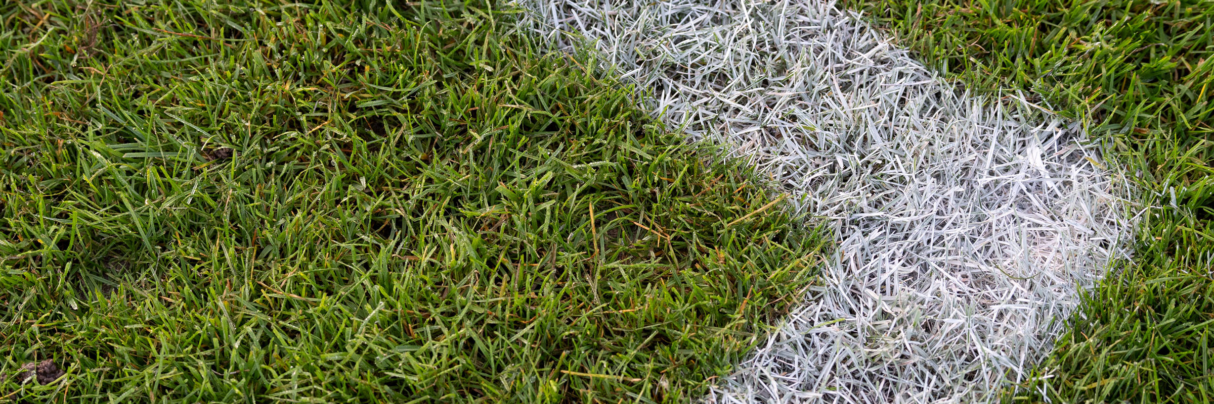 Wyss Rasen und Garten